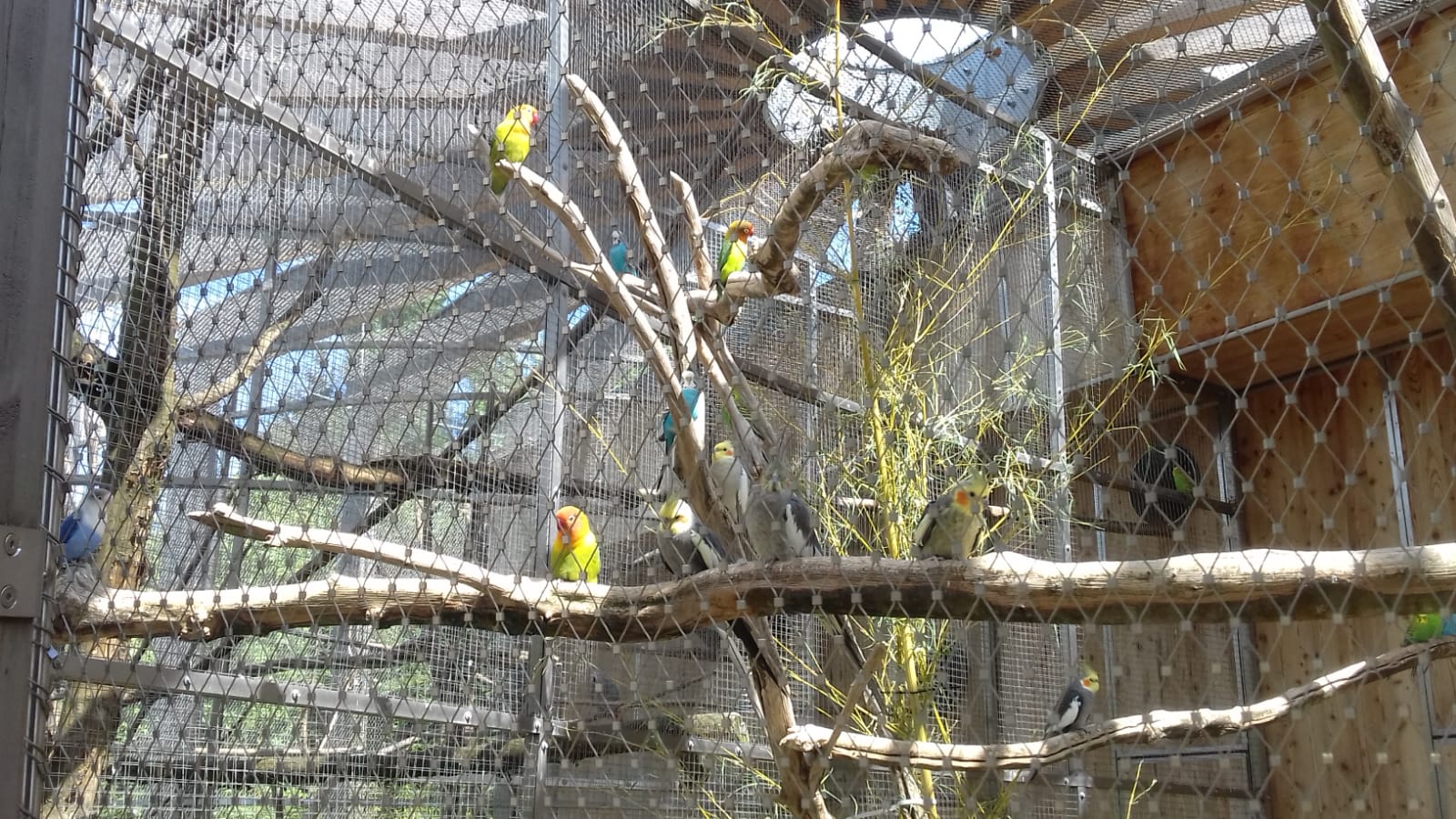 Lovebird and cocatieel aviarys