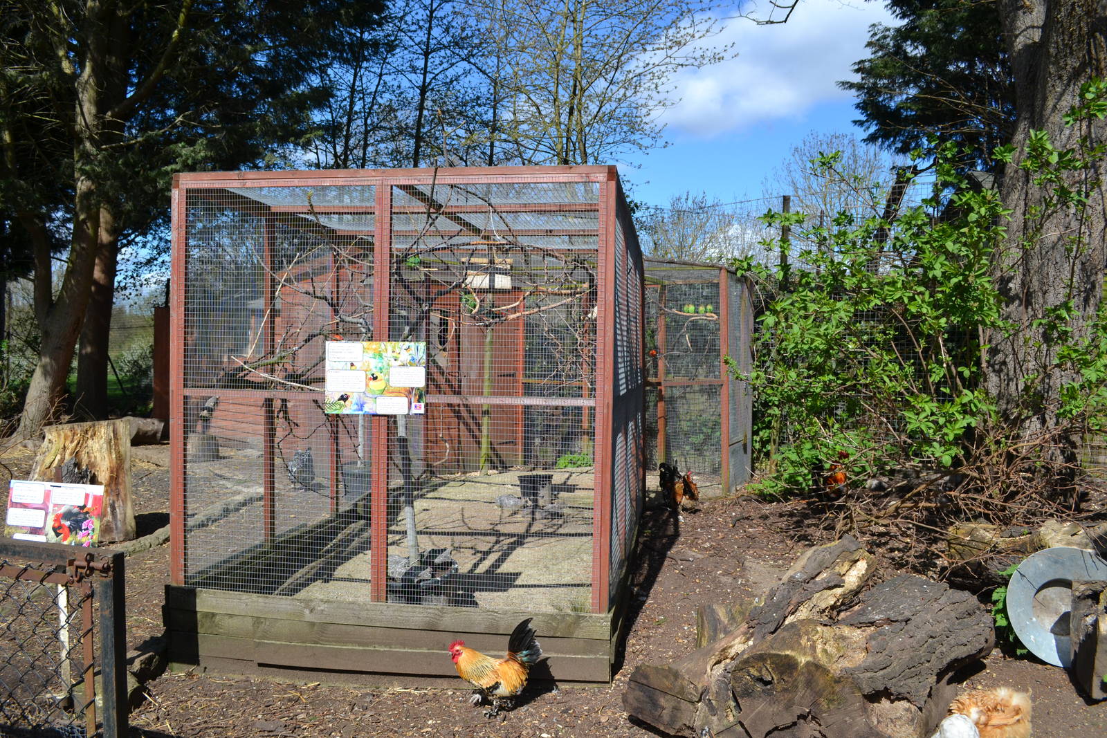 Lovebird aviary