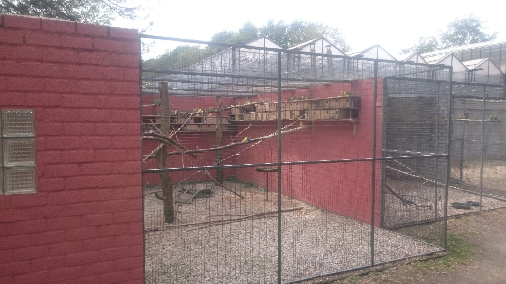 Lovebird-aviary