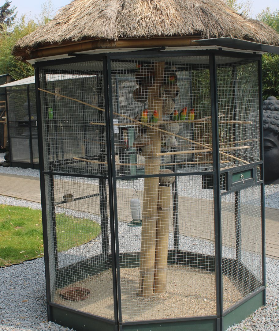Lovebird-aviary