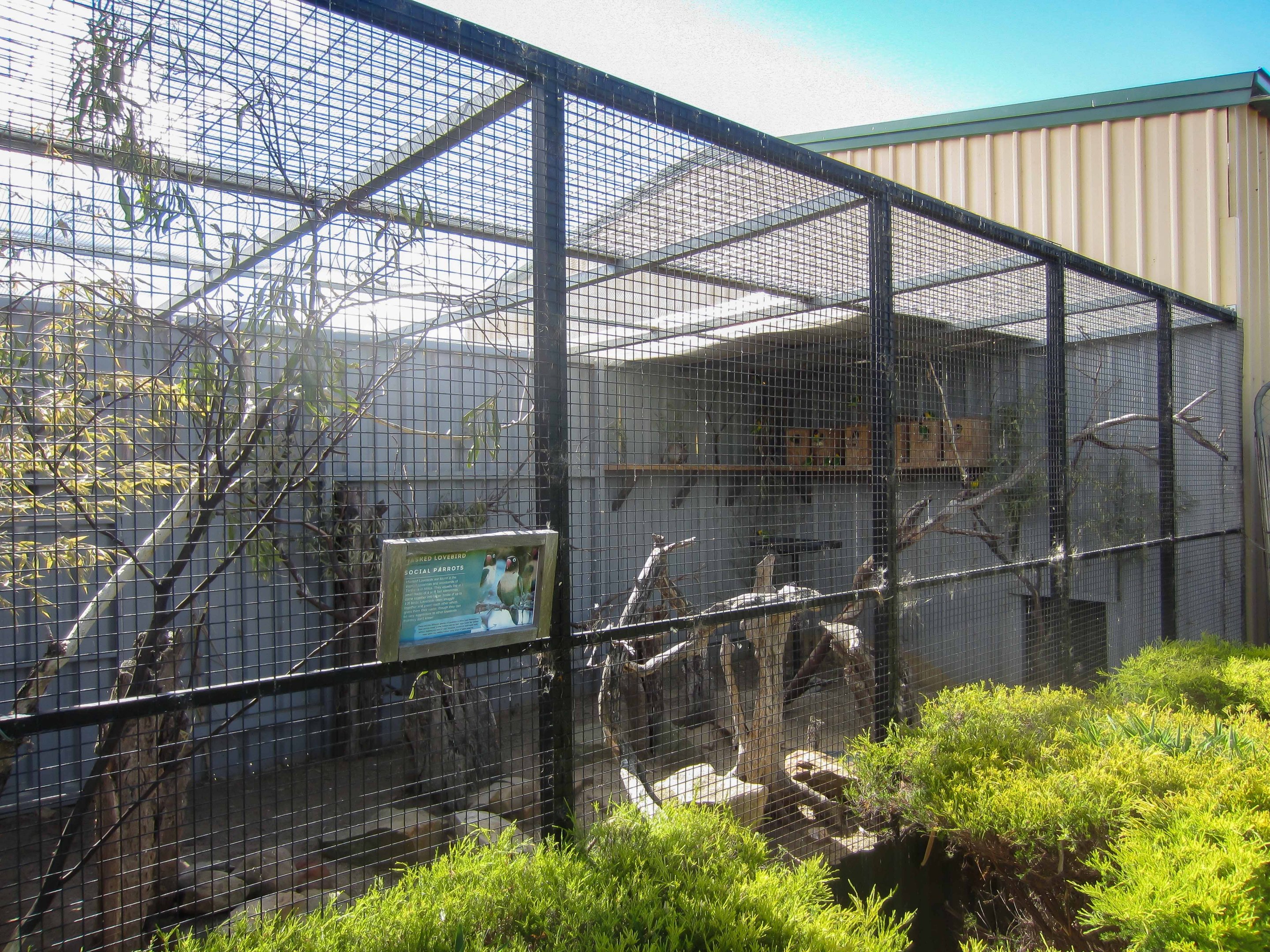 Lovebird aviary