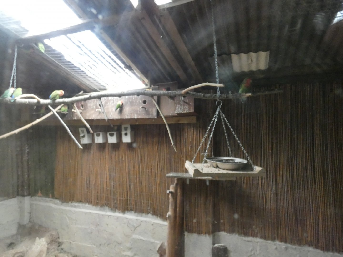 Lovebird enclosure (Greenacres Animal Park)