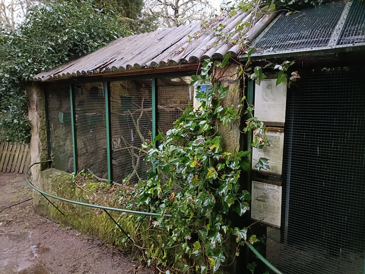 Lovebird exhibit- Avifauna Lugo