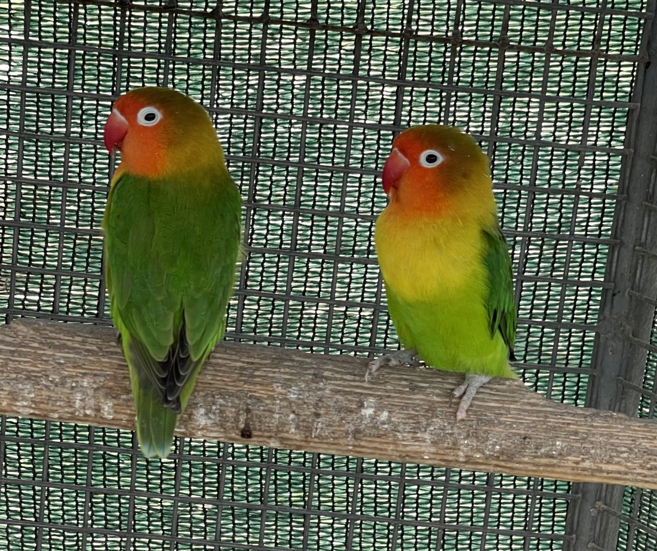 Lovebird ID? ~ L’Arka ta’ Noe