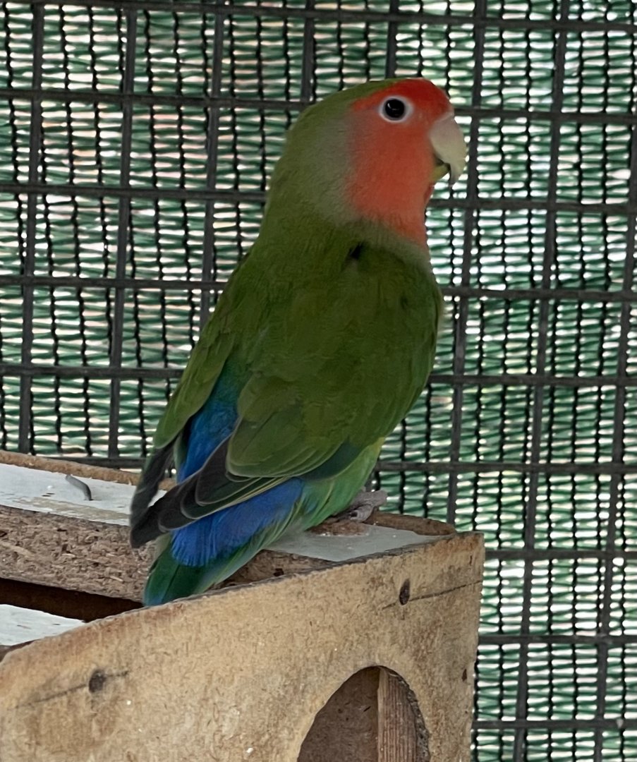 Lovebird ID? ~ L’Arka ta’ Noe