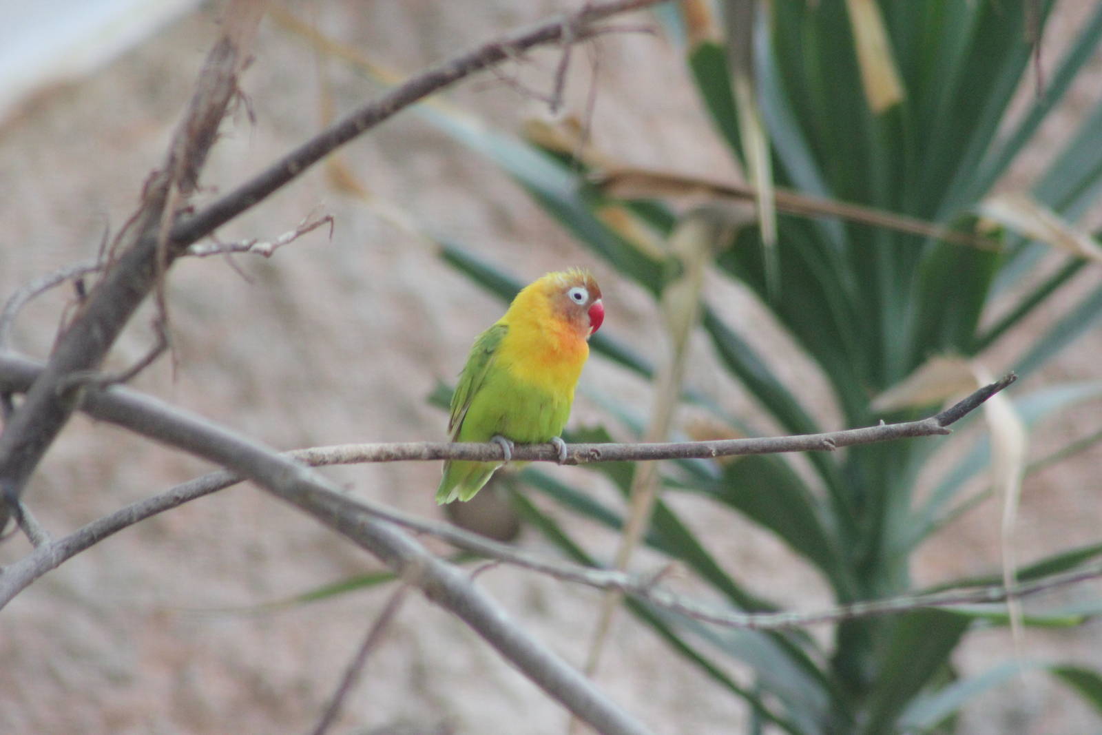 Lovebird ID please