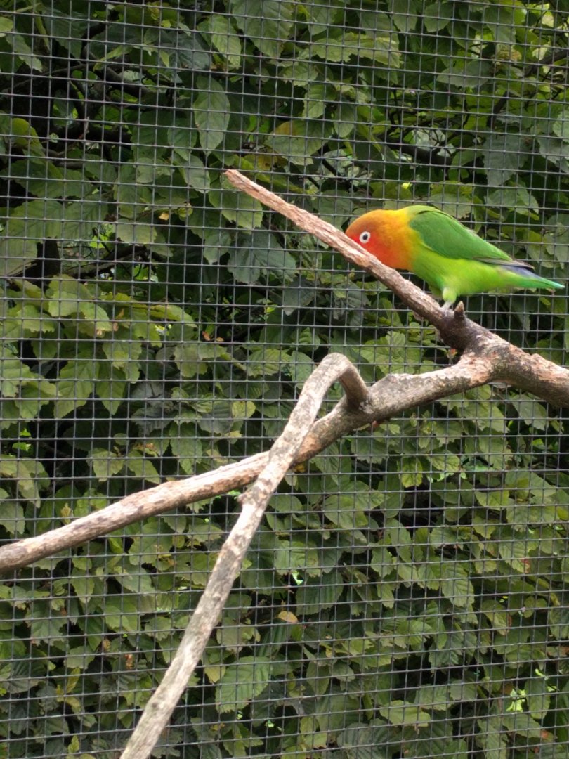 Lovebird ID
