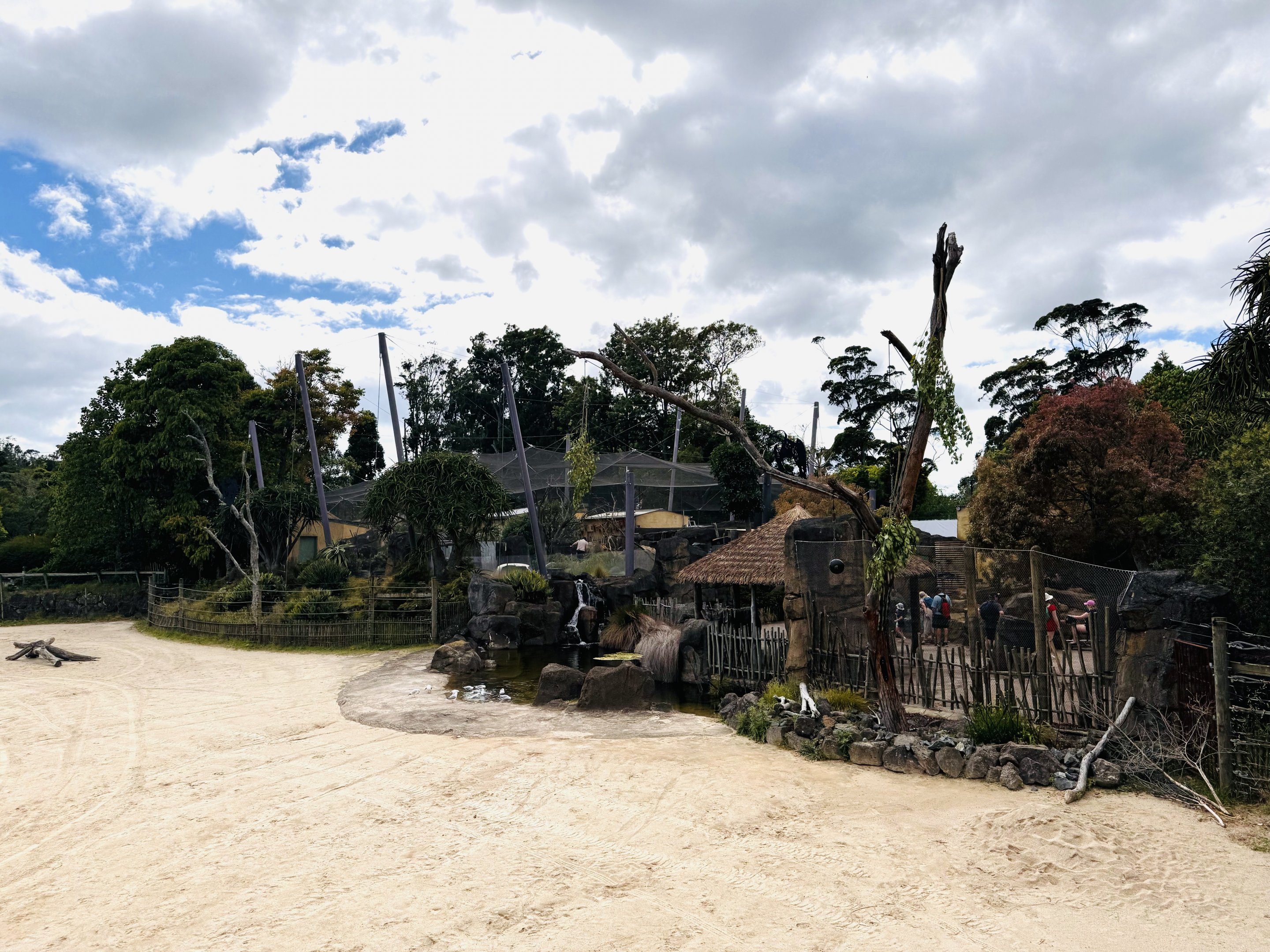 Lovebird/meerkat/leopard tortoise complex