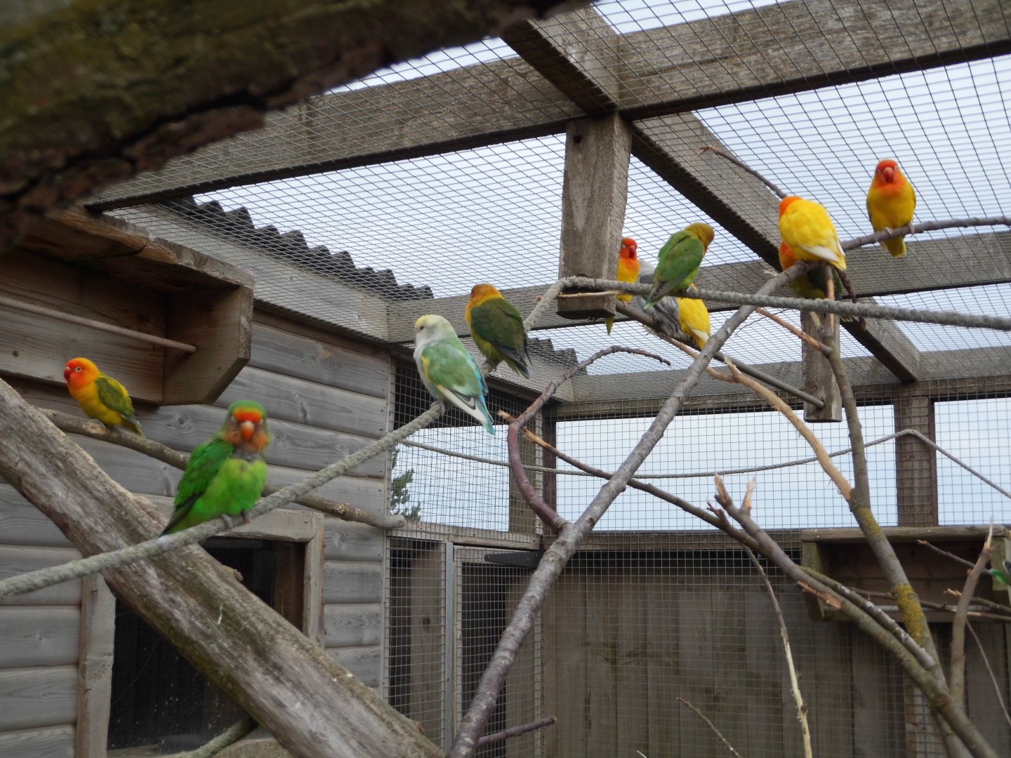 Lovebirds, 17th October 2025