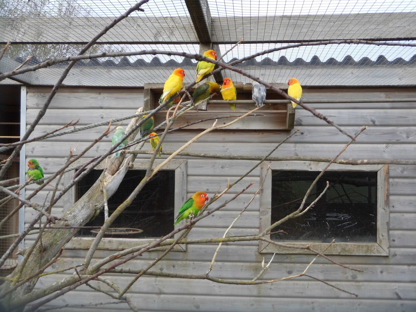 Lovebirds, 17th October 2025