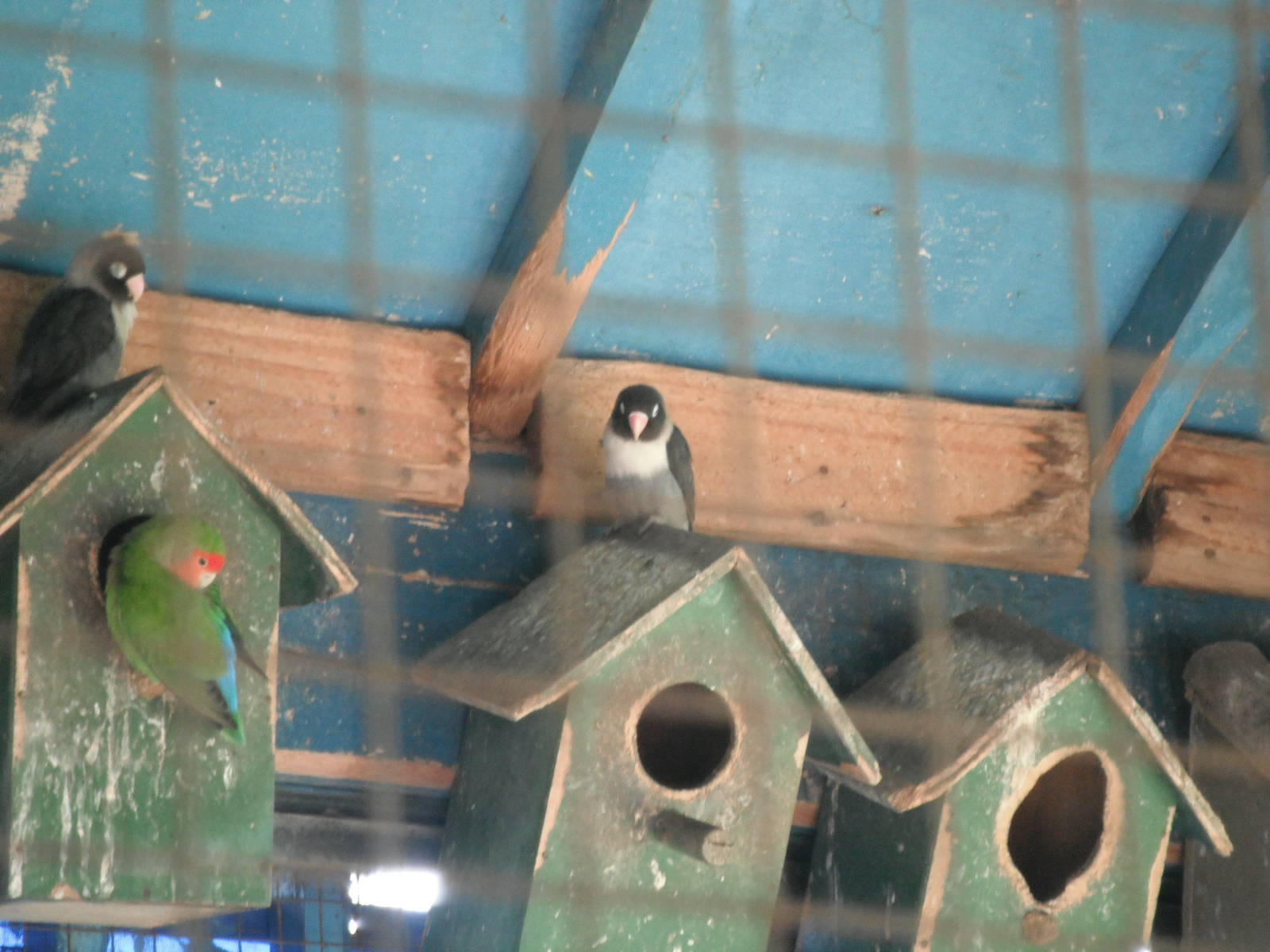 Lovebirds- 1st/Jan/2011