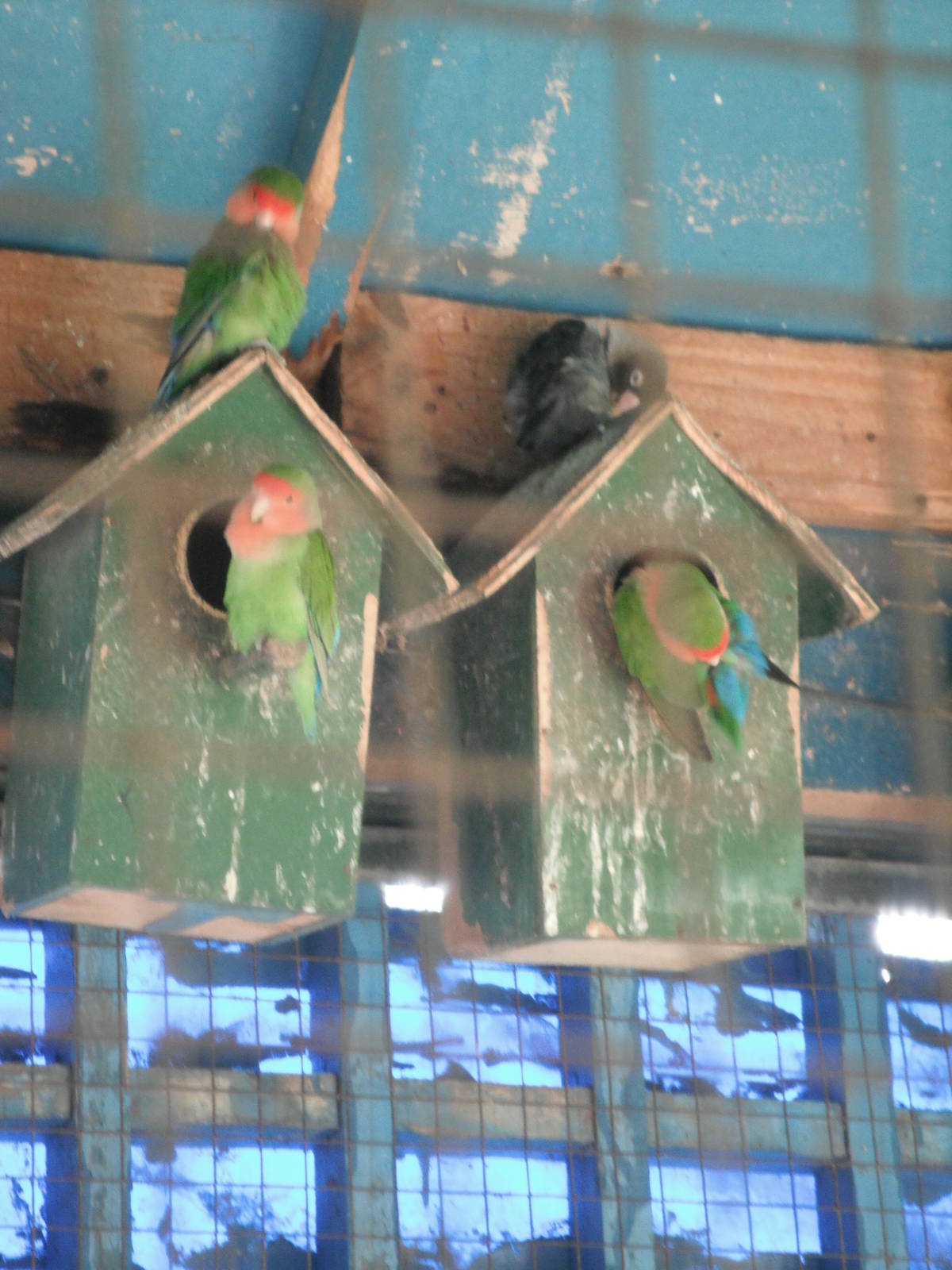 Lovebirds- 1st/Jan/2011