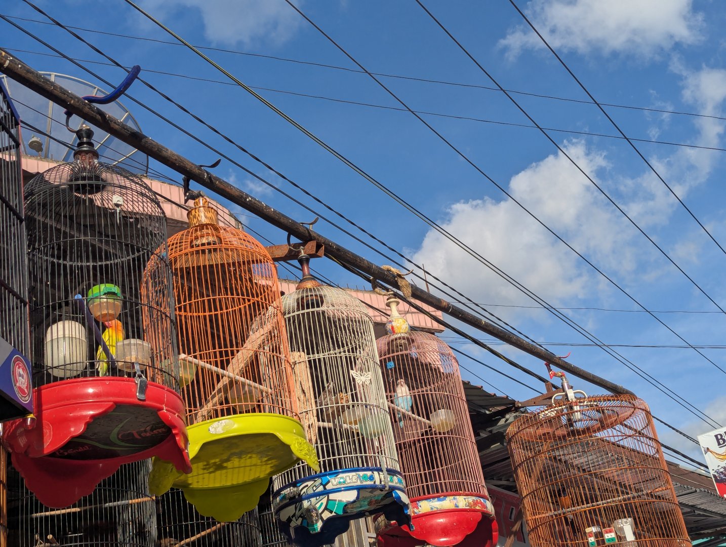 Lovebirds and Pygmy Woodpeckers