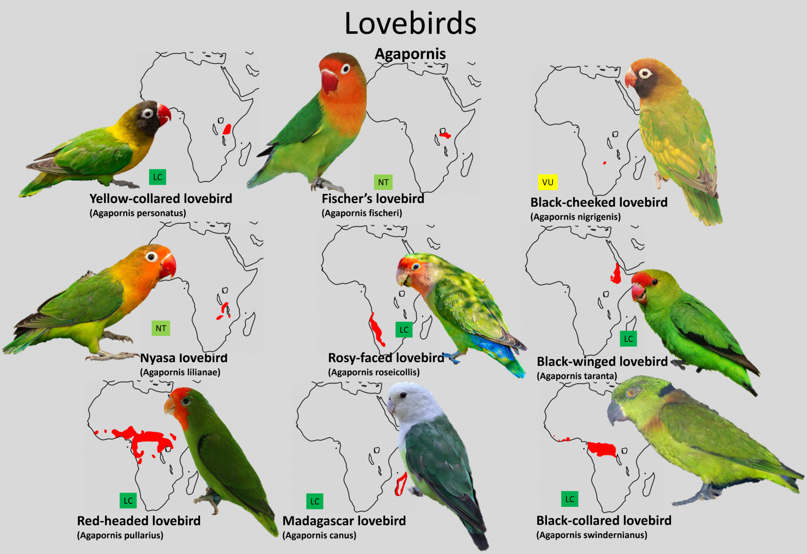 Lovebirds distribution maps