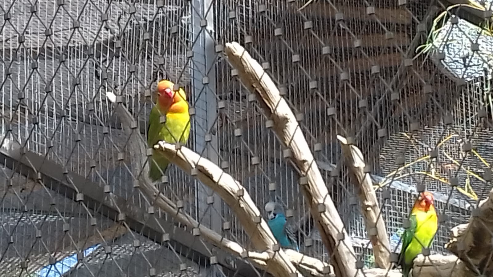 Lovebirds in the Outdoor aviarys