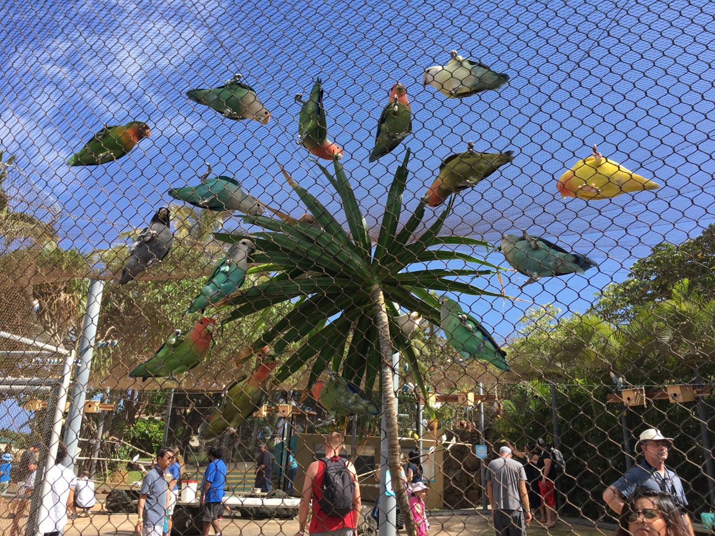 Lovebirds in the shape of a heart