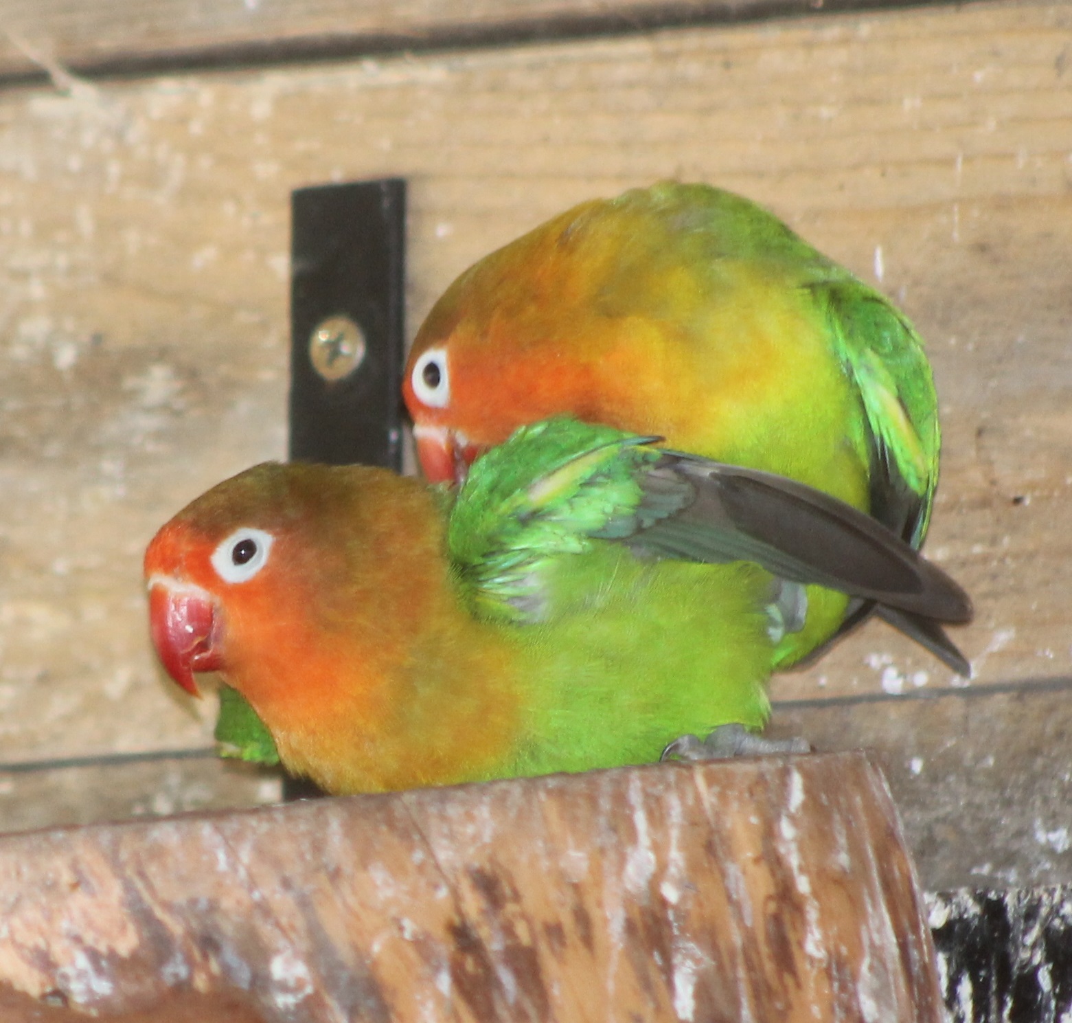 Lovebirds making love