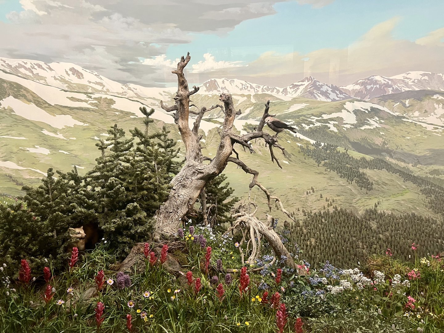 Loveland Pass Diorama - Clark’s Nutcracker