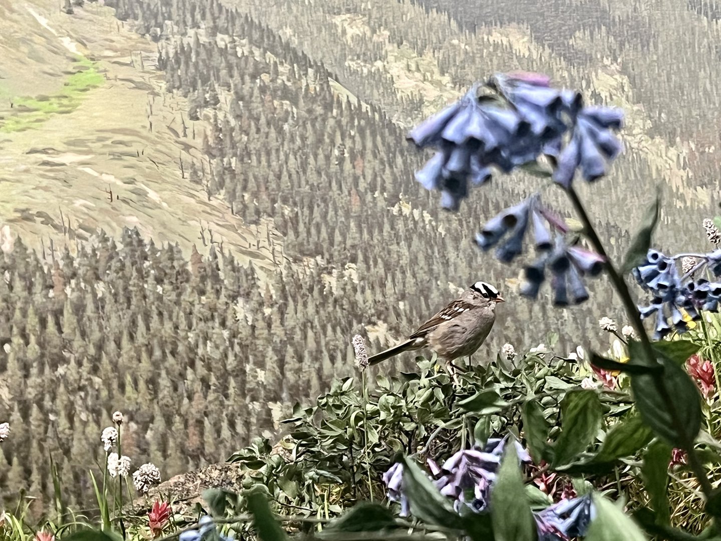 Loveland Pass - Object of focus White-crowned Sparrow