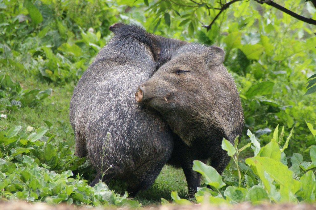 lovely Collared Peccary