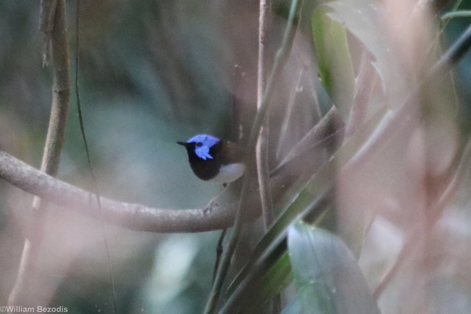 Lovely Fairy-wren - Cattana Wetlands