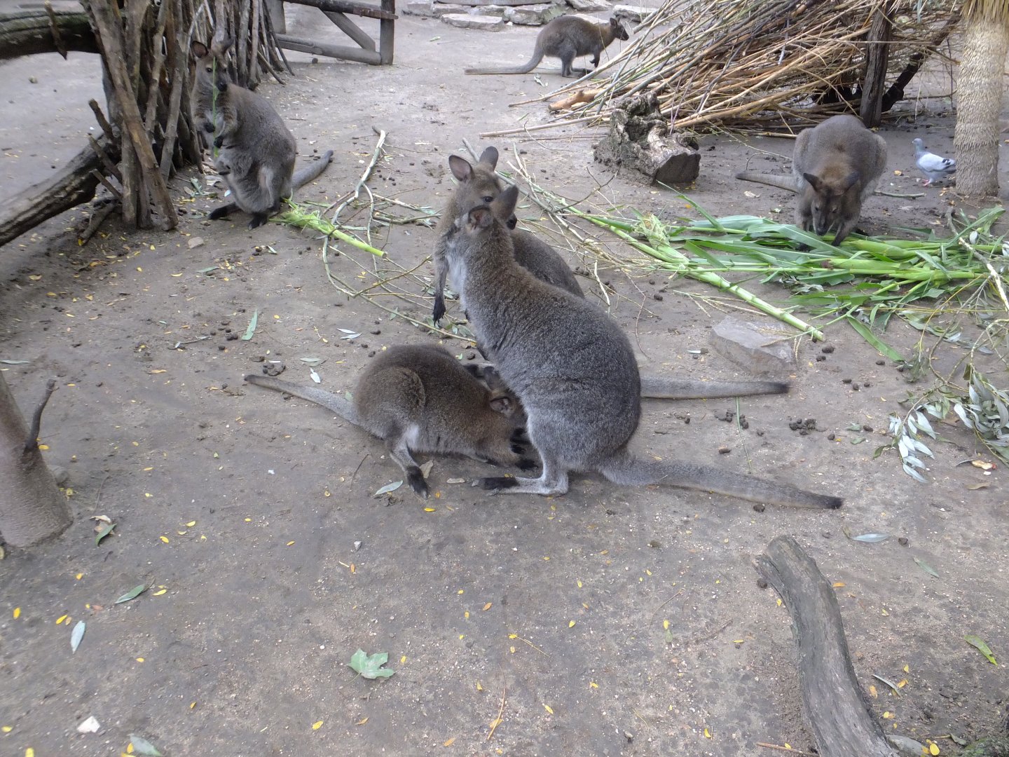 Lovely family scene (Red-necked wallabies)