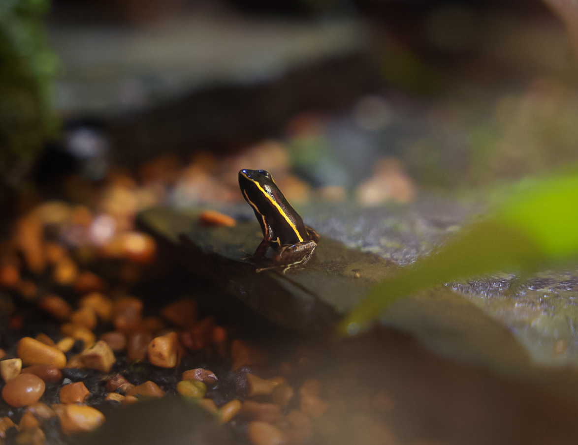 Lovely Poison Dart Frog