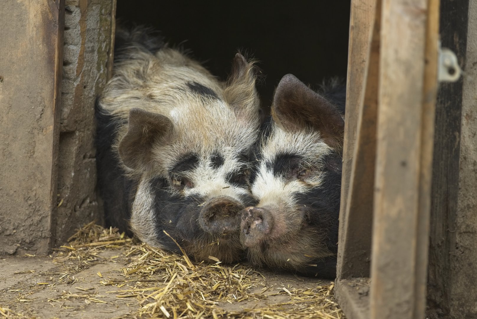 'Love's young dream' Kune Kune Pigs.