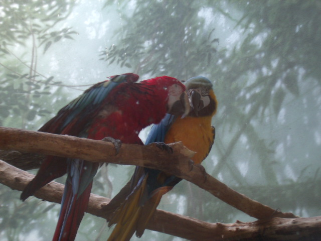 Loving Macaws