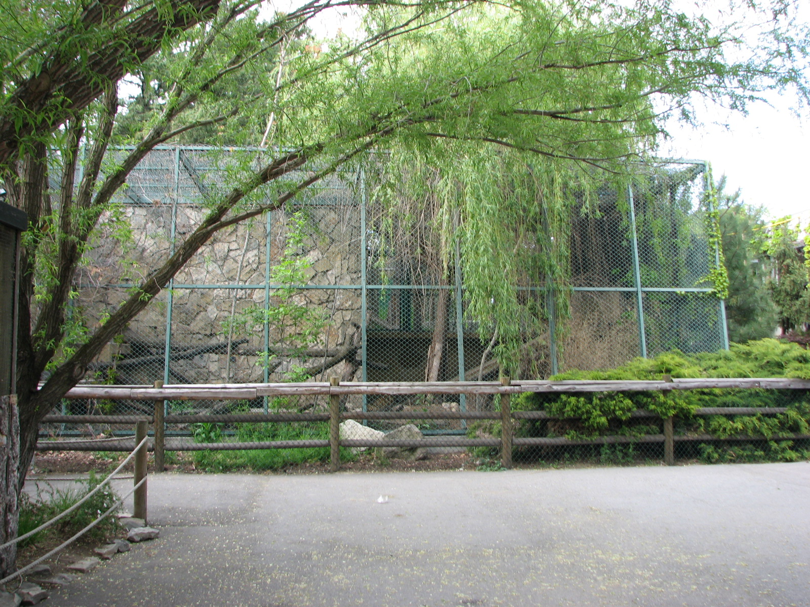 Lower Amur Leopard Exhibit