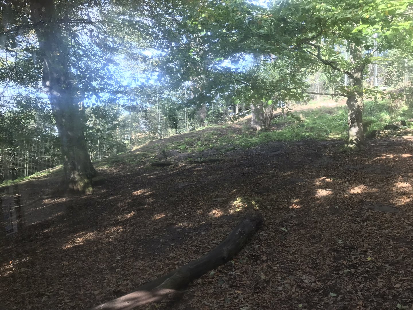 Lower area of asiatic lion enclosure (2)
