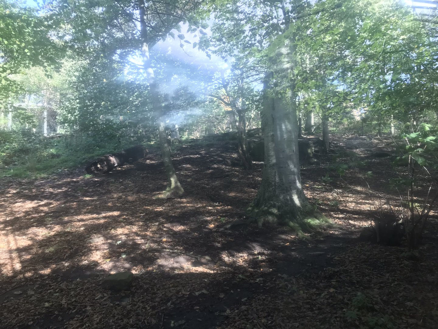 Lower area of asiatic lion enclosure (3)