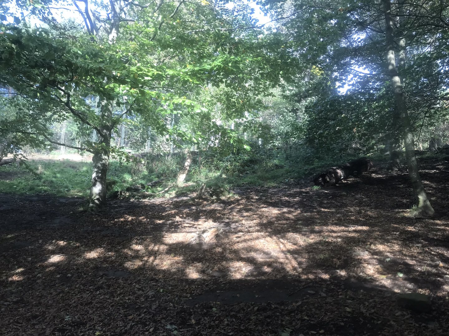 Lower area of asiatic lion enclosure