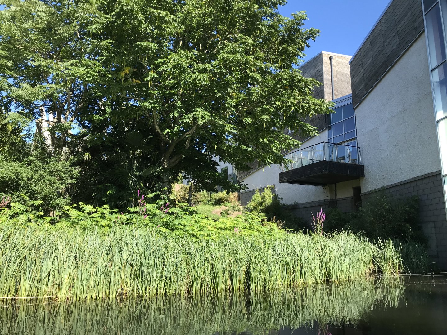 Lower area of chimpanzee enclosure