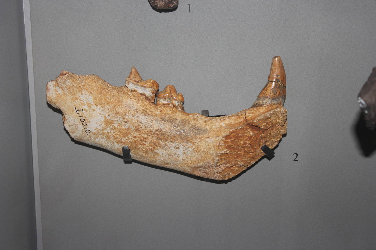 Lower jaw of Cave lion