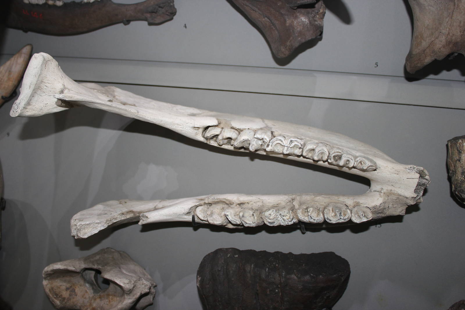 Lower jaw of Woolly rhinoceros