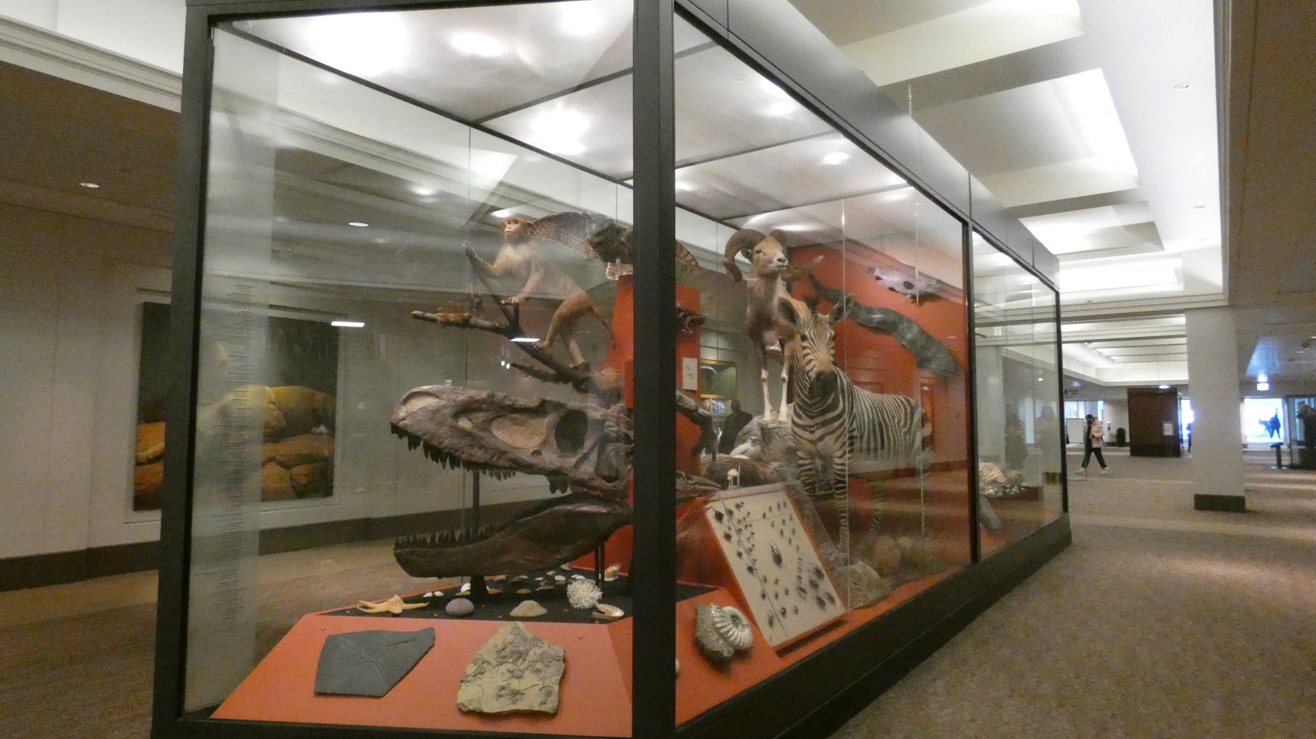 Lower Level Display Case - Feb. 2022