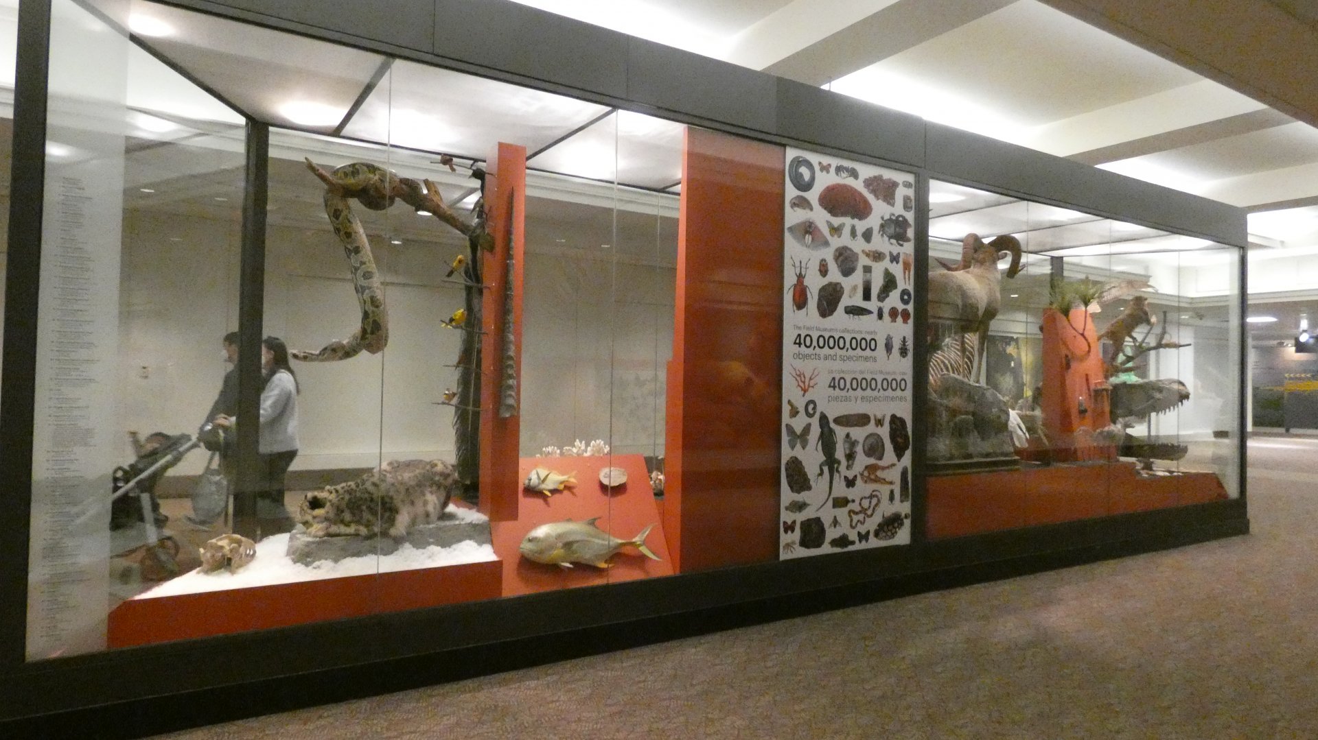 Lower Level Display Case - Feb. 2022