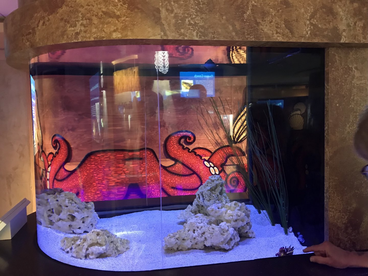 Lower Level - Flamboyant Clownfish Tank