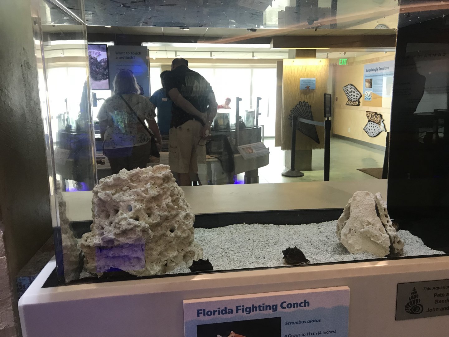 Lower Level - Florida Fighting Conch Tank