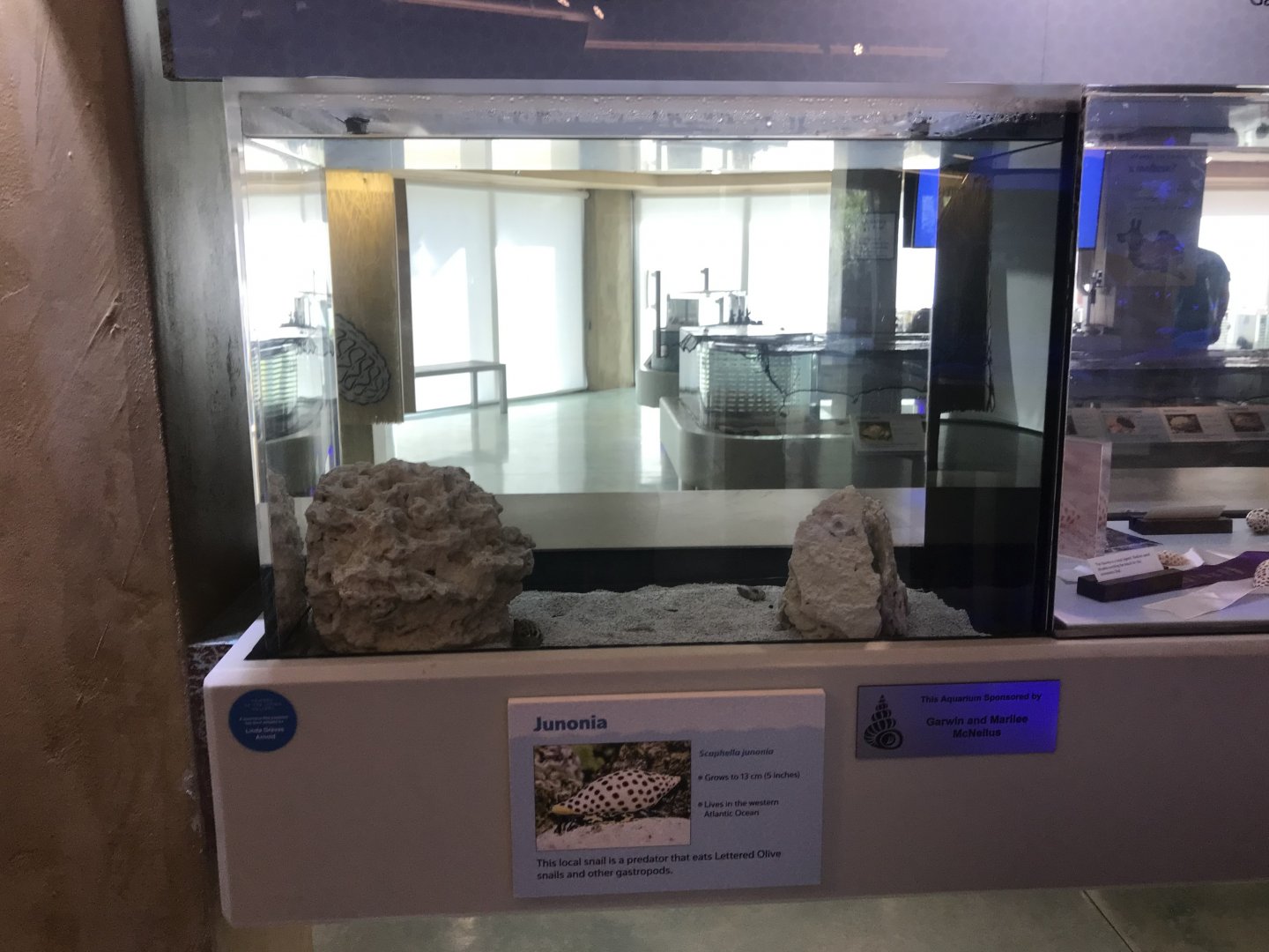 Lower Level - Junonia Tank