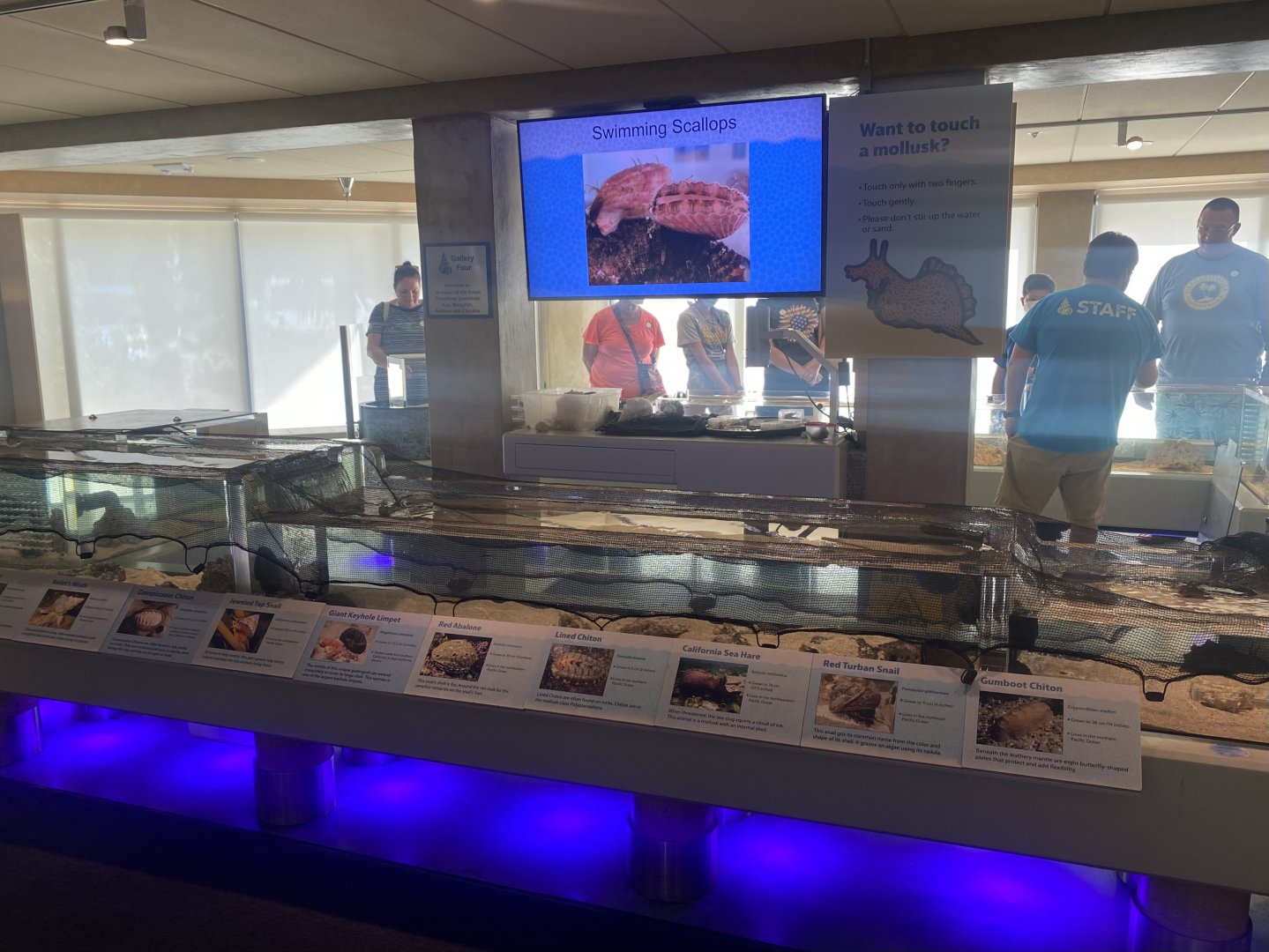 Lower Level - Mollusk Touch Tank