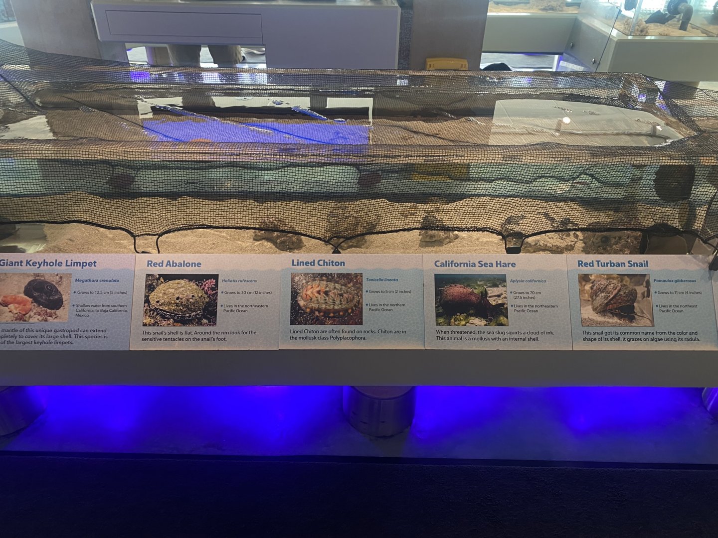 Lower Level - Mollusk Touch Tanks