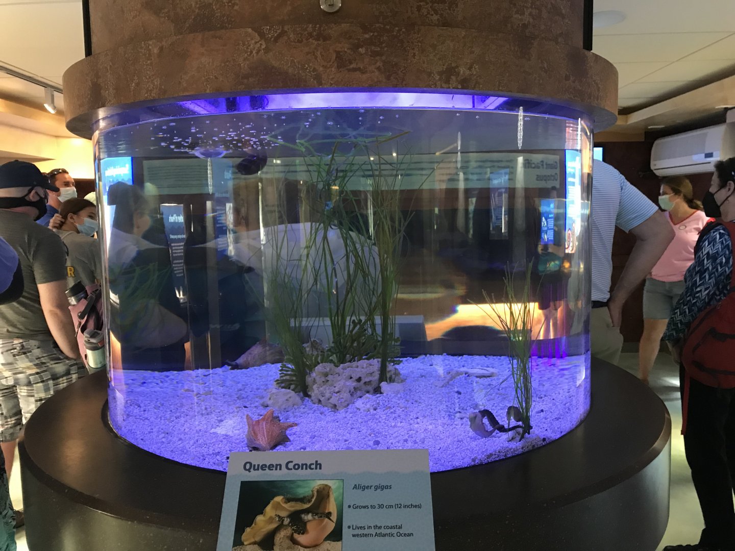 Lower Level - Queen Conch Tank