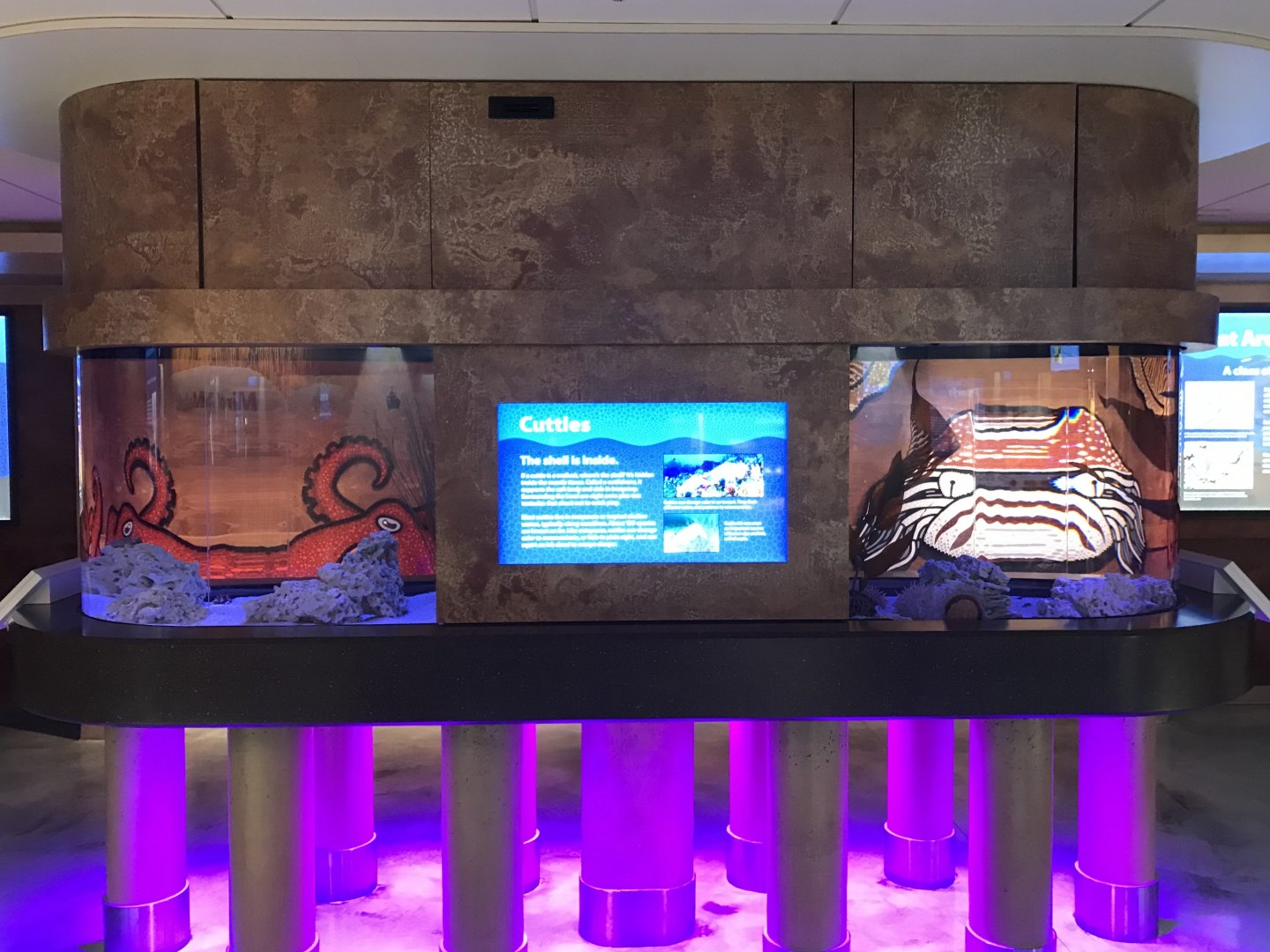 Lower Level - Two-Ring Octopus + Flamboyant Cuttlefish Tanks