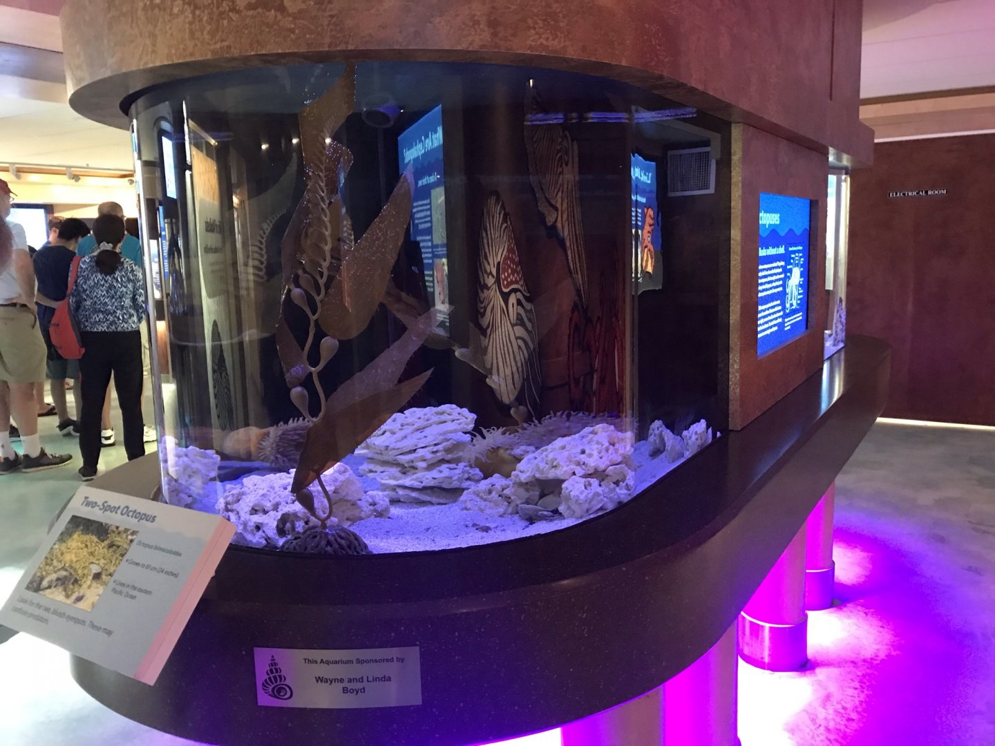 Lower Level - Two-Ring Octopus Tank