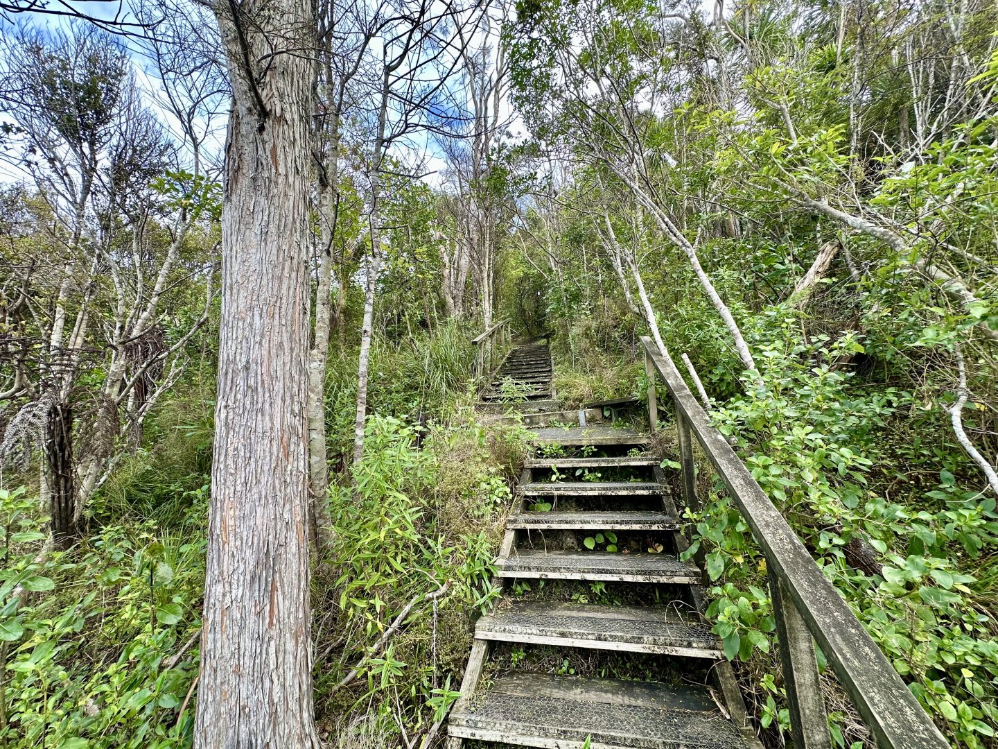 Lower Park Track (Continues)