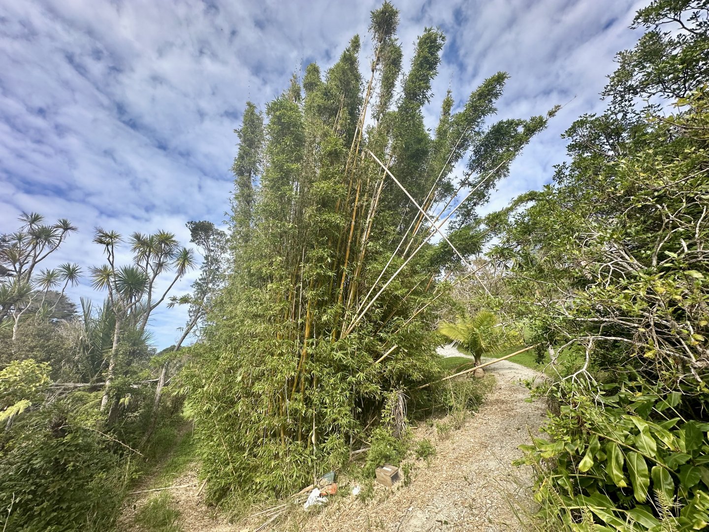 Lower Park Trail (Bamboo Stand)