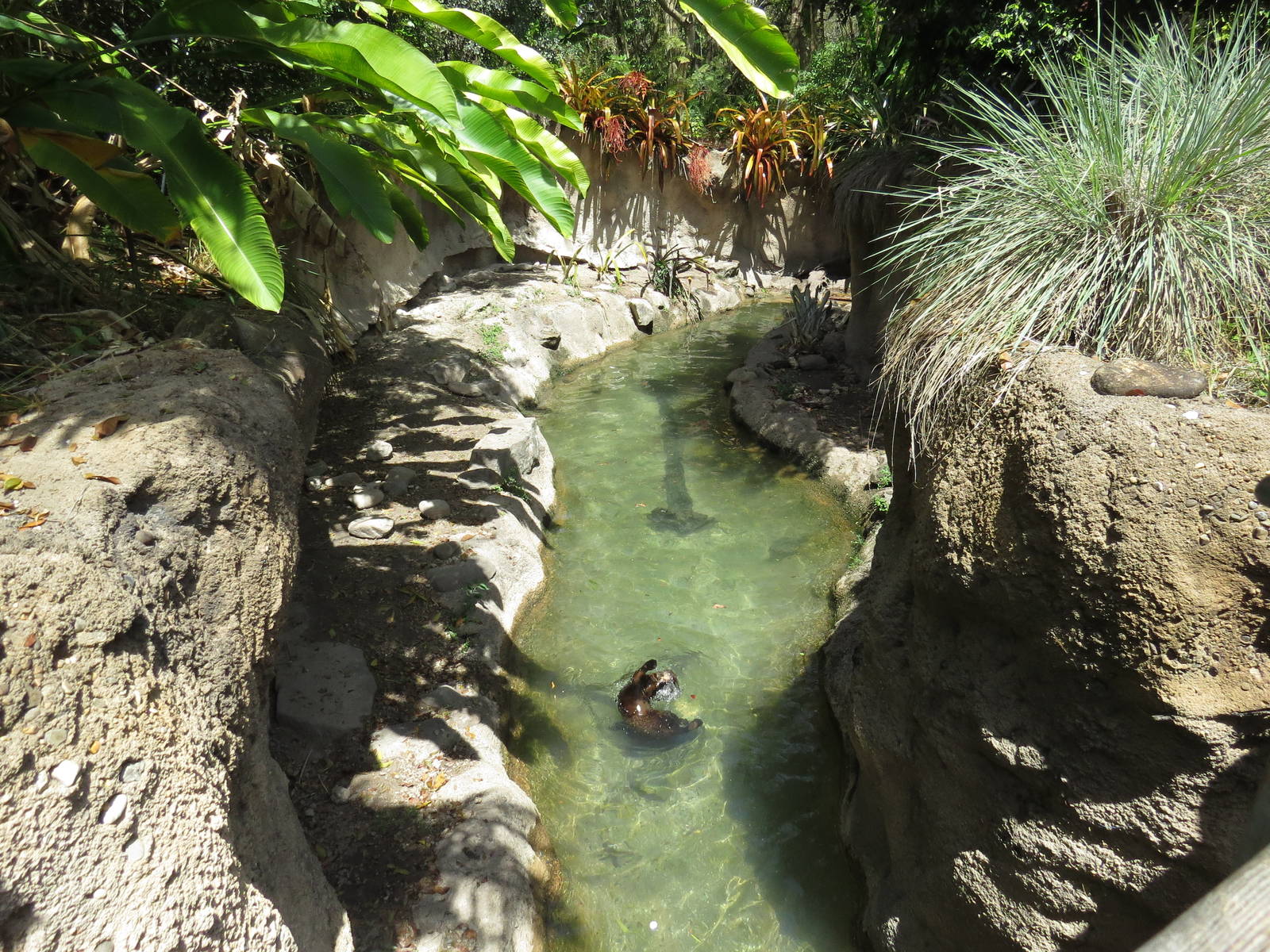 Lower part of giant otter exhibit  - Amazon and beyond, March 2015