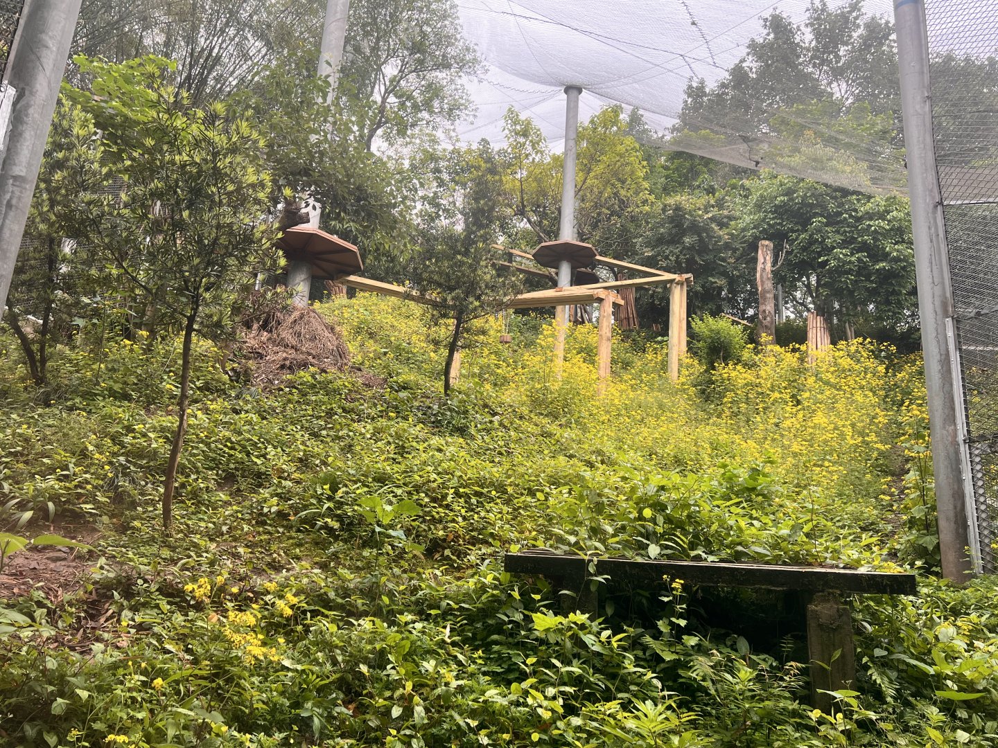 Lower Part of Leopard Exhibit